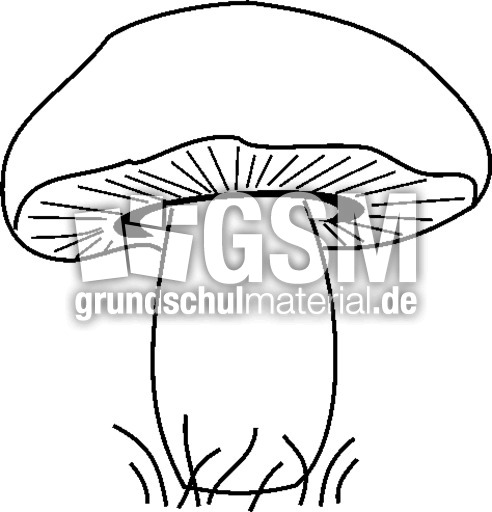 Pilz 1.tif